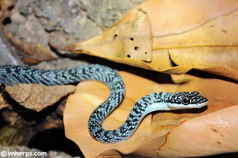 Rắn cườm (Chrysopelea cf. ornata) gallery 9