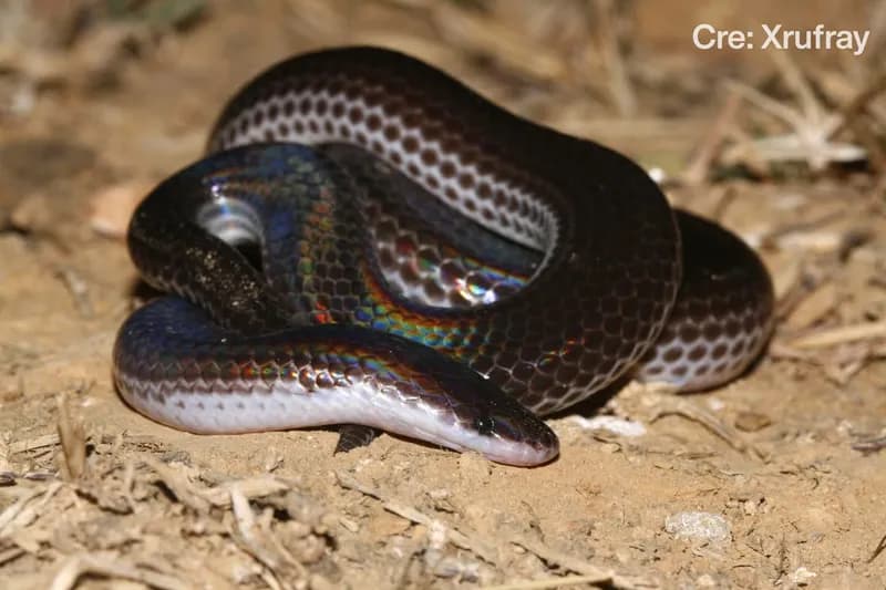 Rắn mống thường (Xenopeltis unicolor)