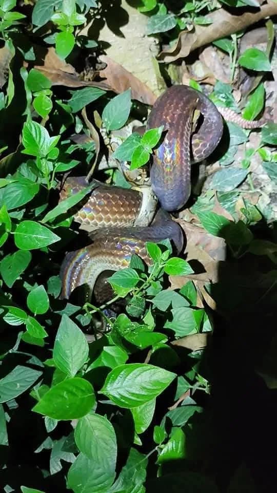 Rắn mống thường (Xenopeltis unicolor) gallery 2