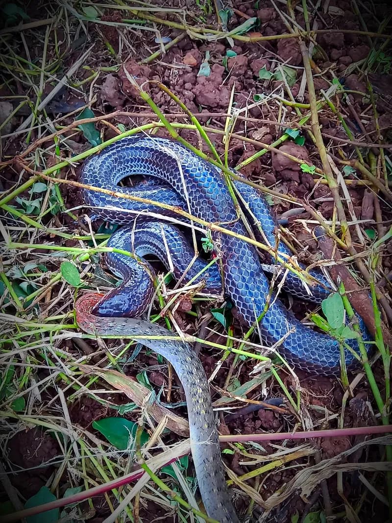 Rắn mống thường (Xenopeltis unicolor) gallery 3