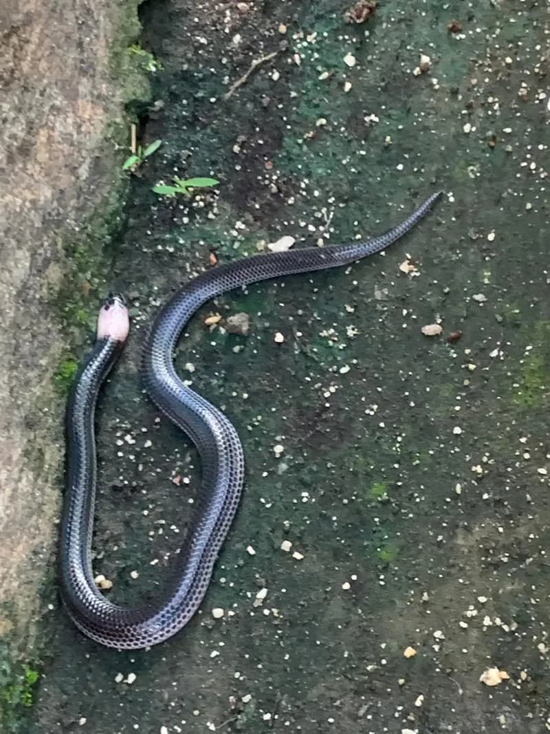 Rắn mống thường (Xenopeltis unicolor) gallery 4