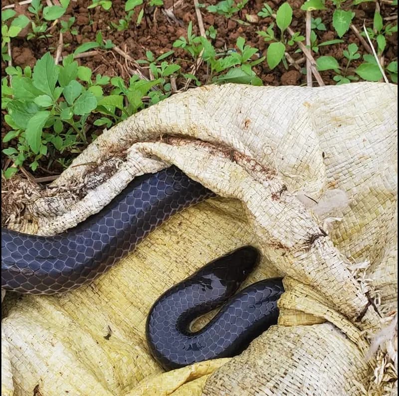 Rắn mống thường (Xenopeltis unicolor) gallery 5