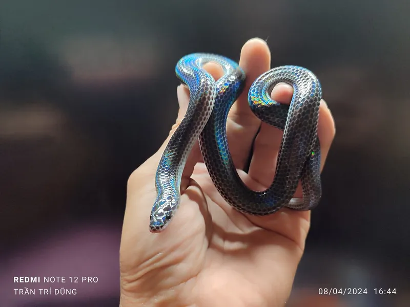 Rắn mống thường (Xenopeltis unicolor) gallery 6