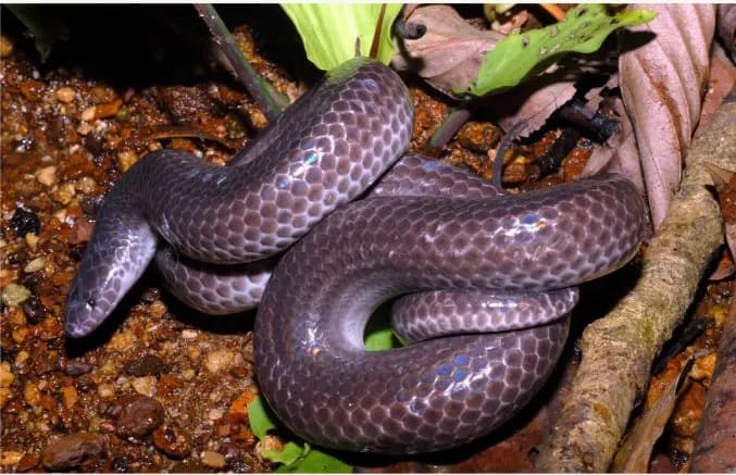 Rắn mống trung gian (Xenopeltis intermedius)