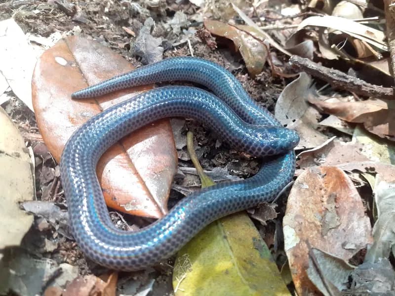Rắn mống trung gian (Xenopeltis intermedius) gallery 3