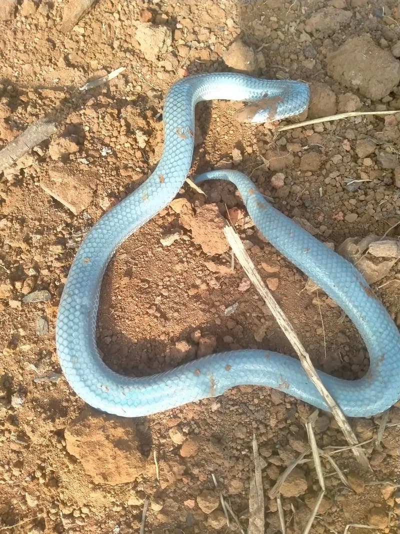 Rắn mống trung gian (Xenopeltis intermedius) gallery 4