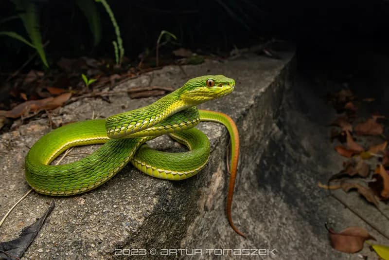 Rắn lục mép trắng (Trimeresurus albolabris)