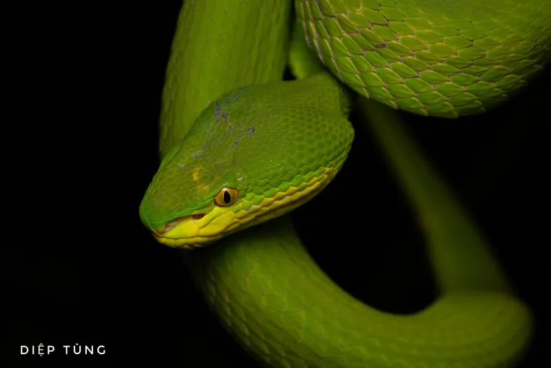 Rắn lục mép trắng (Trimeresurus albolabris) gallery 2