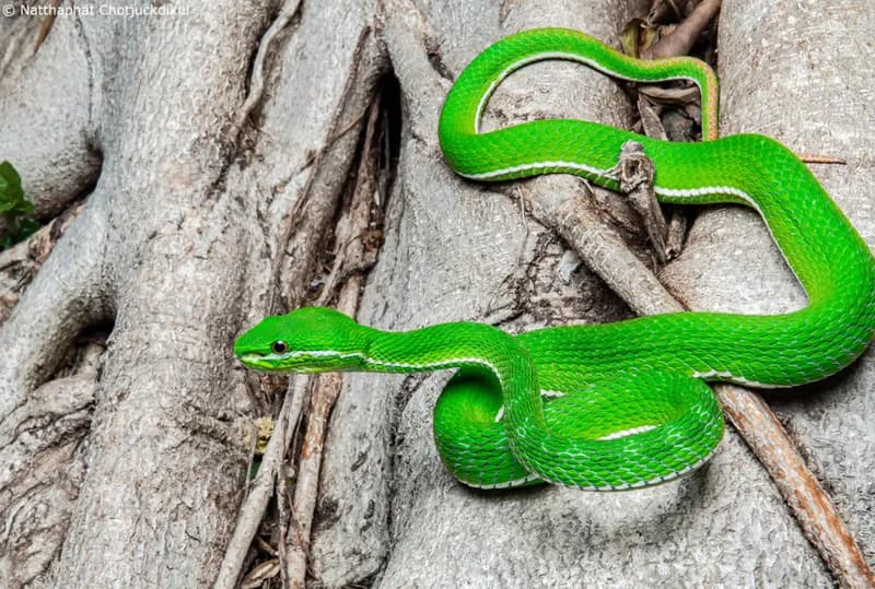 Rắn lục mép trắng (Trimeresurus albolabris) gallery 3