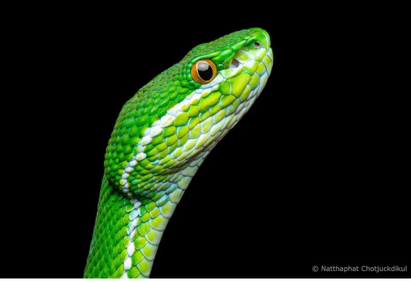 Rắn lục mép trắng (Trimeresurus albolabris) gallery 4