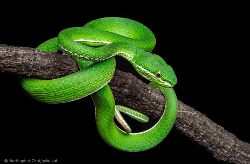 Rắn lục mép trắng (Trimeresurus albolabris) gallery 5