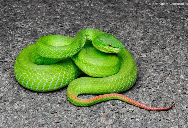 Rắn lục mép trắng (Trimeresurus albolabris) gallery 6