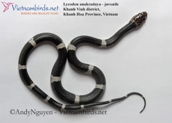 Rắn khuyết Ê Đê (Lycodon akaradaya) gallery 5