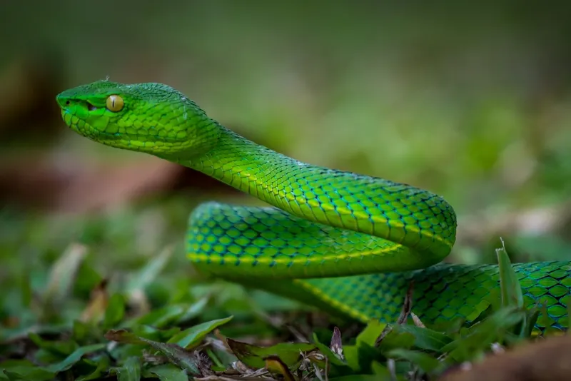Rắn lục miền Nam (Trimeresurus vogeli)