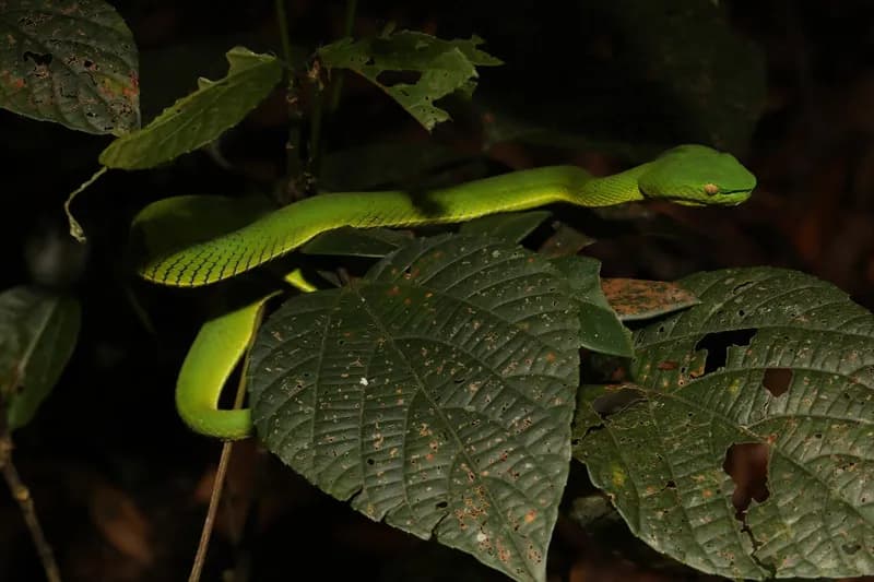 Rắn lục miền Nam (Trimeresurus vogeli) gallery 2