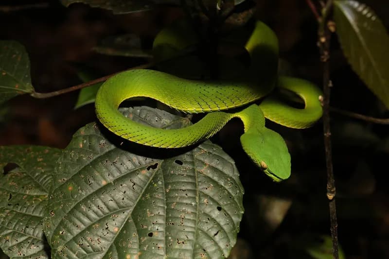 Rắn lục miền Nam (Trimeresurus vogeli) gallery 3