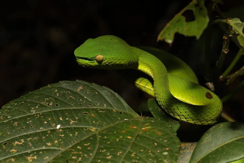 Rắn lục miền Nam (Trimeresurus vogeli) gallery 4