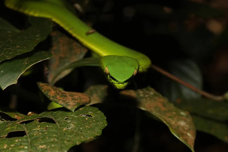 Rắn lục miền Nam (Trimeresurus vogeli) gallery 5