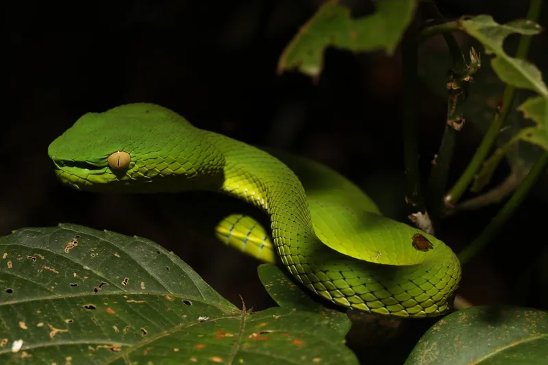 Rắn lục miền Nam (Trimeresurus vogeli) gallery 6