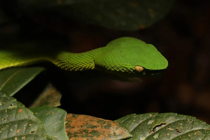 Rắn lục miền Nam (Trimeresurus vogeli) gallery 7