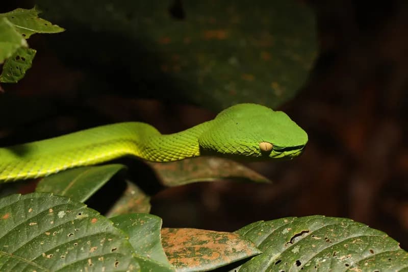 Rắn lục miền Nam (Trimeresurus vogeli) gallery 8
