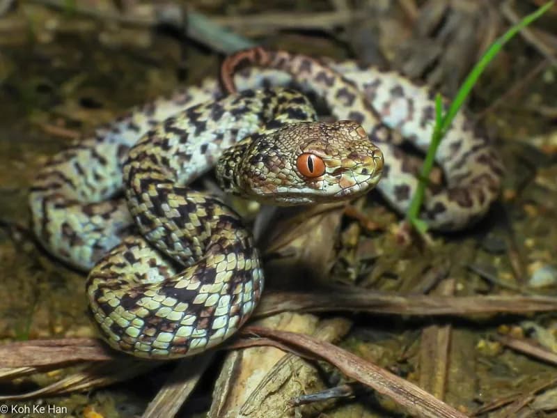 Rắn lục Hòn Sơn (Trimeresurus honsonensis)