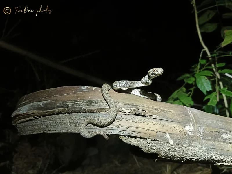 Rắn lục Hòn Sơn (Trimeresurus honsonensis) gallery 2