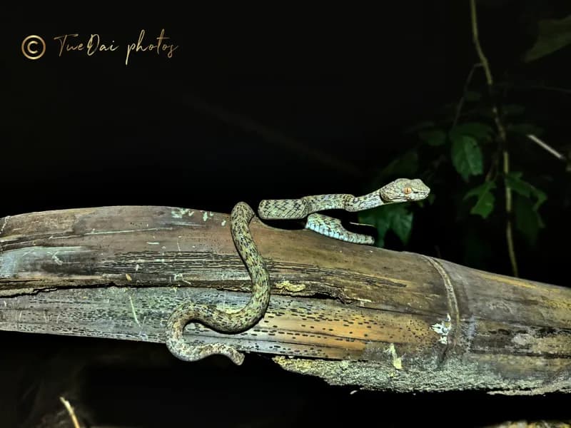 Rắn lục Hòn Sơn (Trimeresurus honsonensis) gallery 3