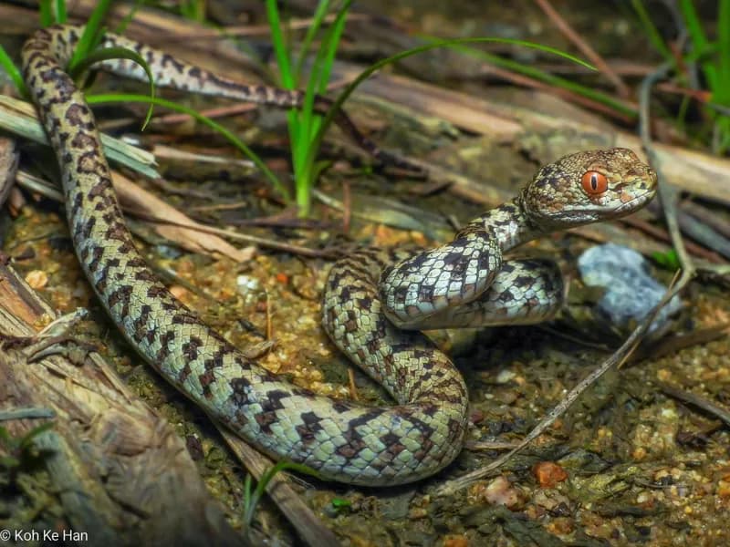 Rắn lục Hòn Sơn (Trimeresurus honsonensis) gallery 4