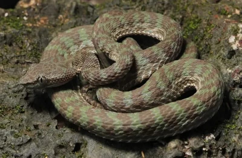 Rắn lục Trường Sơn (Trimeresurus truongsonensis)