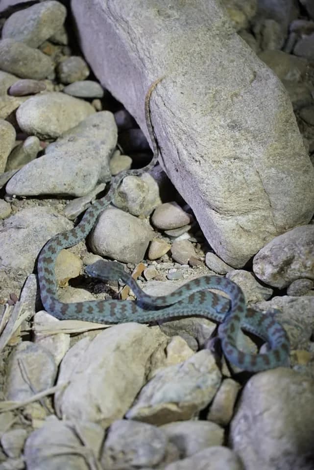 Rắn lục Trường Sơn (Trimeresurus truongsonensis) gallery 2
