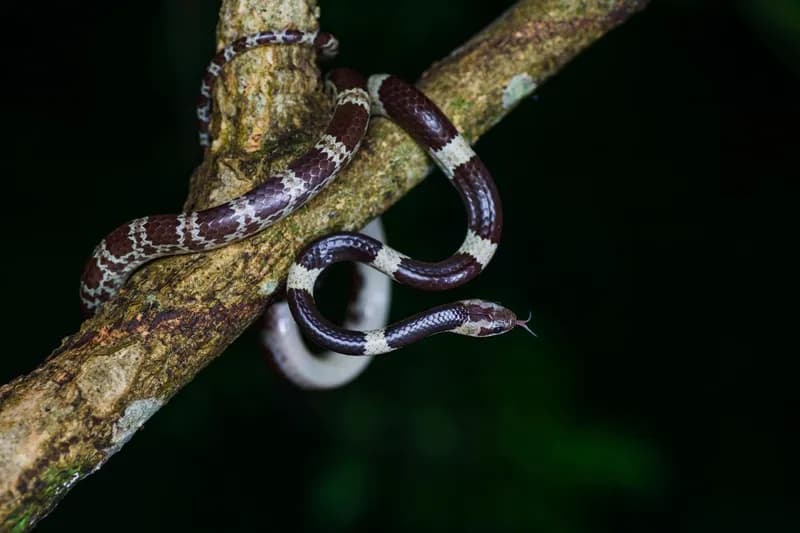 Rắn dẻ (Lycodon davisonii)