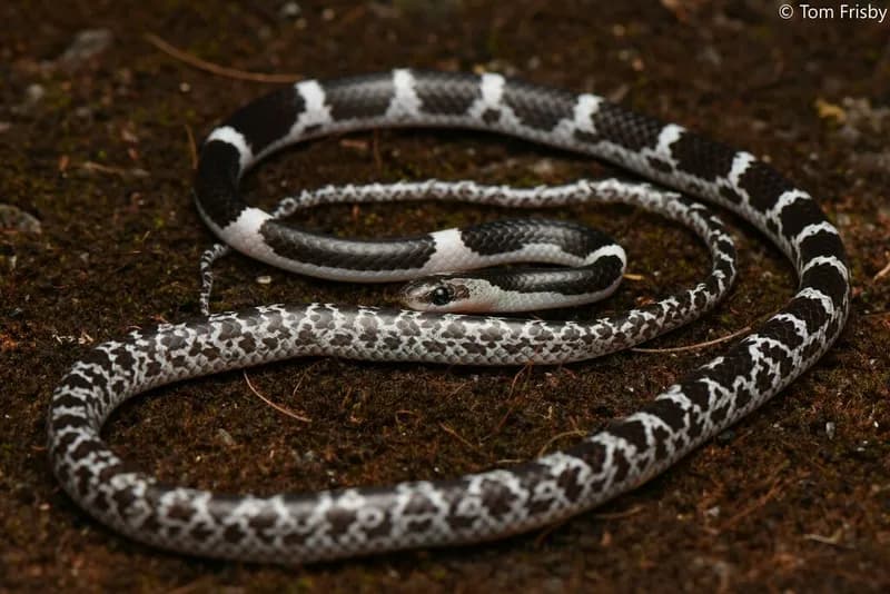 Rắn dẻ (Lycodon davisonii) gallery 2
