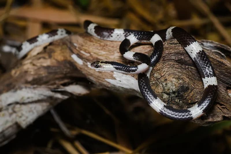 Rắn dẻ (Lycodon davisonii) gallery 3