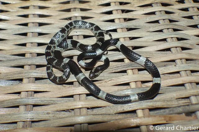 Rắn dẻ (Lycodon davisonii) gallery 4