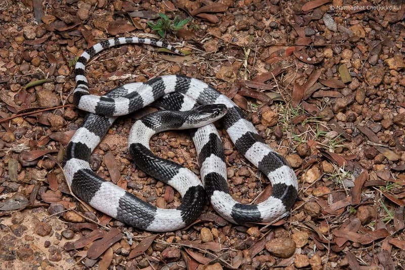 Rắn cạp nia Nam (Bungarus candidus)