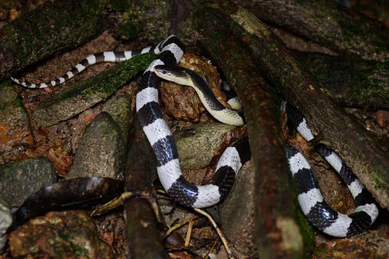 Rắn cạp nia Nam (Bungarus candidus) gallery 2