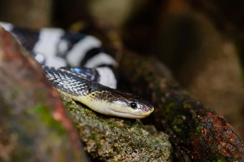 Rắn cạp nia Nam (Bungarus candidus) gallery 3