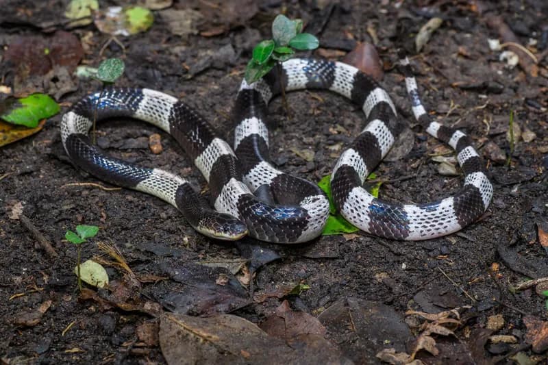 Rắn cạp nia Nam (Bungarus candidus) gallery 4