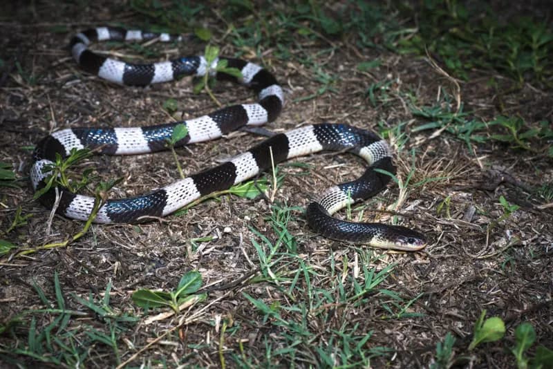 Rắn cạp nia Nam (Bungarus candidus) gallery 5