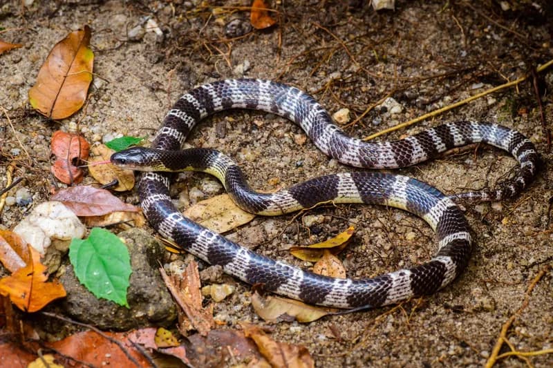 Rắn cạp nia Nam (Bungarus candidus) gallery 6
