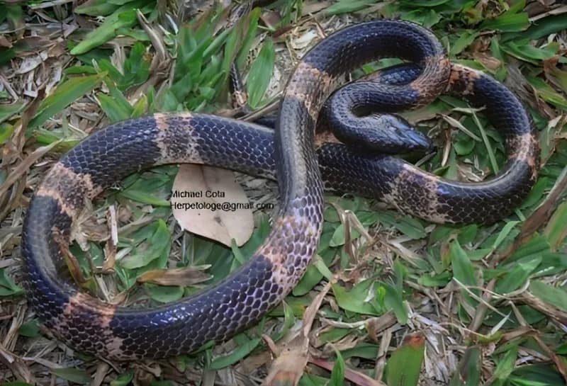 Rắn khuyết Cardamom (Lycodon cardamomensis)