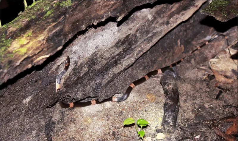 Rắn khuyết Cardamom (Lycodon cardamomensis) gallery 2