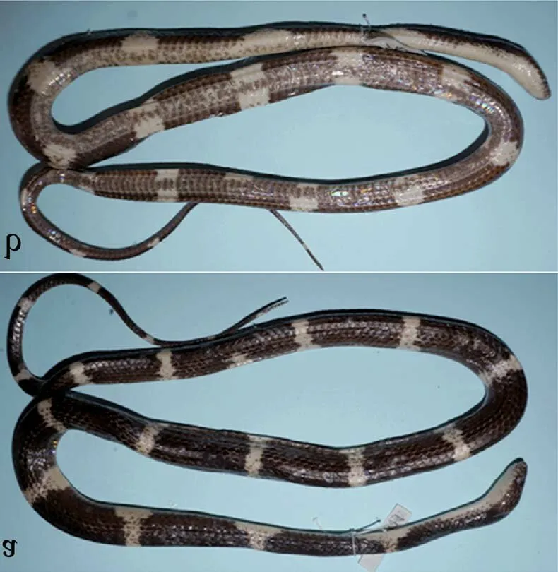 Rắn khuyết Cardamom (Lycodon cardamomensis) gallery 3