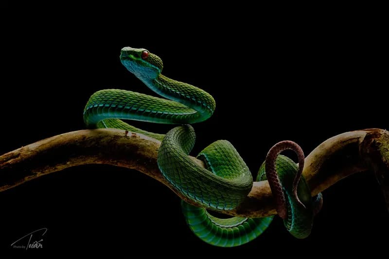 Rắn lục mắt hồng ngọc (Trimeresurus rubeus)