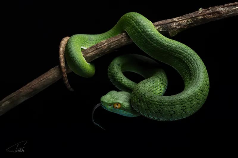 Rắn lục mắt hồng ngọc (Trimeresurus rubeus) gallery 2