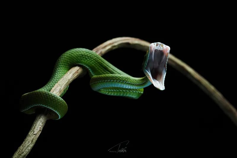 Rắn lục mắt hồng ngọc (Trimeresurus rubeus) gallery 3