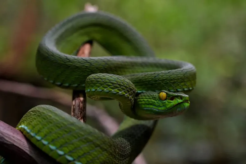 Rắn lục Cardamom (Trimeresurus cardamomensis)
