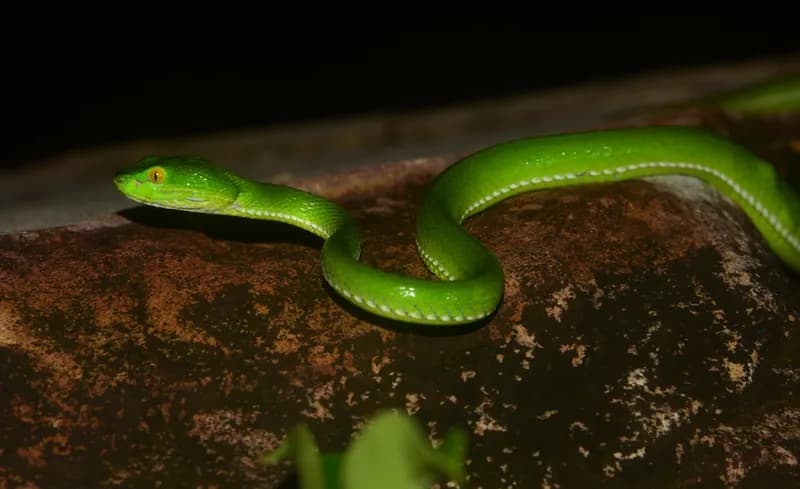 Rắn lục Cardamom (Trimeresurus cardamomensis) gallery 2