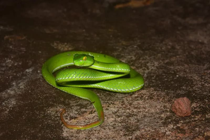 Rắn lục Cardamom (Trimeresurus cardamomensis) gallery 3